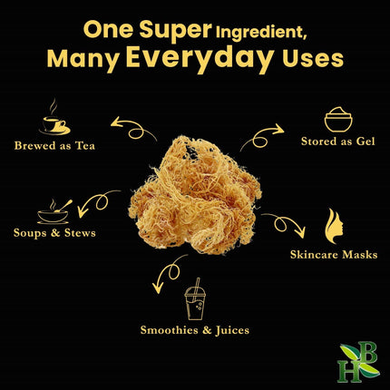Gold Sea Moss (Dry) -  Wildcrafted From Caribbean 4oz