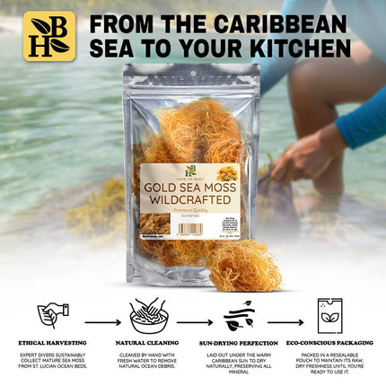 Gold Sea Moss (Dry) -  Wildcrafted From Caribbean 4oz